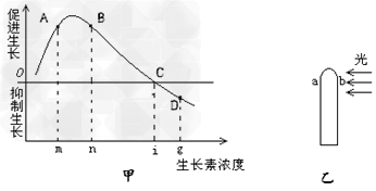 下图甲表示不同浓度生长素溶液对胚芽鞘生长的影响。如果图乙胚芽鞘受到单侧光照射后测得b处生长素浓度为m,a处的生长素浓度为X,则 下图甲表示不同浓度生长素溶液对胚芽鞘生长的影响。如果图乙胚芽鞘受到单侧光照射后测得b处生长素浓度为m,a处的生长素浓度为X,则