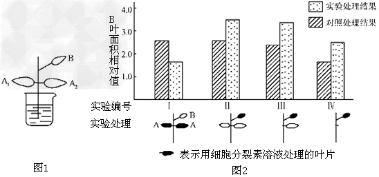 为研究细胞分裂素的生理作用,研究者将菜豆幼苗制成的插条插入蒸馏水中(图1),对插条的处理方法及结果见图2。(1)细胞分裂素是一种 为研究细胞分裂素的生理作用,研究者将菜豆幼苗制成的插条插入蒸馏水中(图1),对插条的处理方法及结果见图2。(1)细胞分裂素是一种