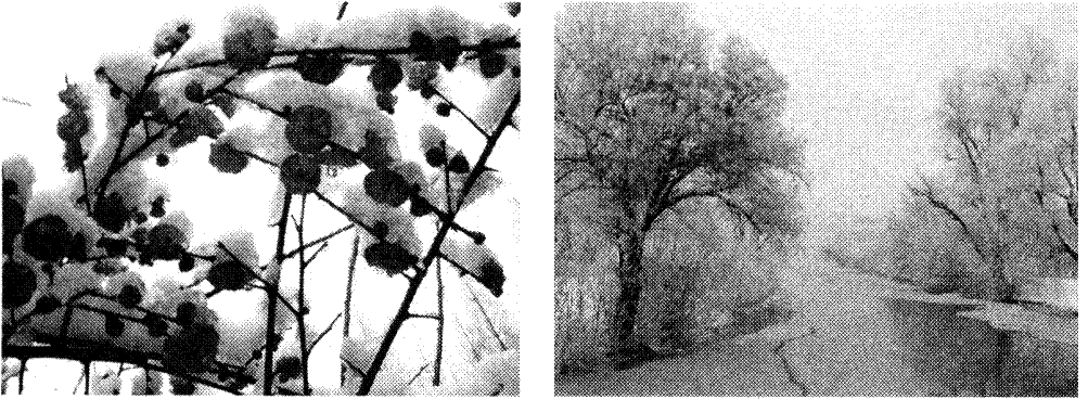 快乐学习吧。慧眼识“雪”。 诗歌讲究诗中有画,画中有诗。历代文人墨客留下了许多咏雪的篇章。请你为下面的图画配上合适的古诗词名句。①名句:_____ 快乐学习吧。慧眼识“雪”。 诗歌讲究诗中有画,画中有诗。历代文人墨客留下了许多咏雪的篇章。请你为下面的图画配上合适的古诗词名句。①名句:_____