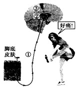 如图所示,铁钉刺入某人的脚底,随即她产生了一系列的反应。请同答问题。(1)当铁钉刺入皮肤时,痛觉感受器可产生传向中枢的_____ 如图所示,铁钉刺入某人的脚底,随即她产生了一系列的反应。请同答问题。(1)当铁钉刺入皮肤时,痛觉感受器可产生传向中枢的_____