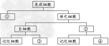 下图表示人体内免疫细胞组成的概念图,据图回答:(1)人体内的免疫细胞是由骨髓中的______分化形成的,各种免疫细胞形态和功能不同,根本原因是_ 下图表示人体内免疫细胞组成的概念图,据图回答:(1)人体内的免疫细胞是由骨髓中的______分化形成的,各种免疫细胞形态和功能不同,根本原因是_