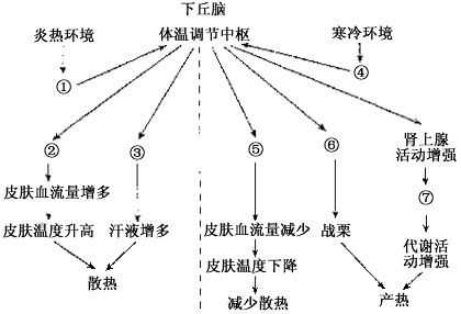 试填空完成下图所示的炎热环境、寒冷环境引起人体体温调节的生理机制。图中的数字分别表示相应的生理活动。①________________;②___ 试填空完成下图所示的炎热环境、寒冷环境引起人体体温调节的生理机制。图中的数字分别表示相应的生理活动。①________________;②___