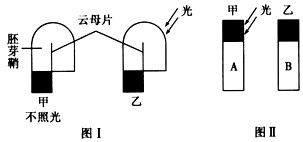 燕麦胚芽鞘经如图所示处理,一段时间后,取其甲、乙两块琼脂,置于已切去尖端的胚芽鞘A、B上,A以单侧光照处理如图Ⅱ所示,则弯曲程度 燕麦胚芽鞘经如图所示处理,一段时间后,取其甲、乙两块琼脂,置于已切去尖端的胚芽鞘A、B上,A以单侧光照处理如图Ⅱ所示,则弯曲程度
