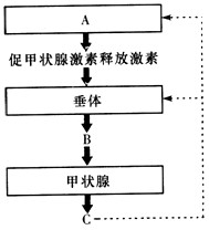 下图是人体受到寒冷刺激后,甲状腺分泌活动调节示意图。请据图分析回答下列问题:(1)A是_____。当人体受到寒冷刺激后,A分泌的促甲状腺激素释放 下图是人体受到寒冷刺激后,甲状腺分泌活动调节示意图。请据图分析回答下列问题:(1)A是_____。当人体受到寒冷刺激后,A分泌的促甲状腺激素释放