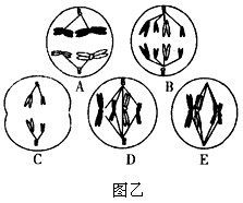 图甲是高等动物细胞亚显微结构示意图,图乙是该动物体内5个不同时期的细胞分裂图。请据图回答下.列问题:(1)研究表明,结构⑨的功能 图甲是高等动物细胞亚显微结构示意图,图乙是该动物体内5个不同时期的细胞分裂图。请据图回答下.列问题:(1)研究表明,结构⑨的功能