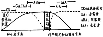 下图为种子发育过程和种子萌发过程中内源激素、种子含水量以及营养物质积累量的变化,据图分析,在种子发育过程中有关植物激素的作用不正确的是 下图为种子发育过程和种子萌发过程中内源激素、种子含水量以及营养物质积累量的变化,据图分析,在种子发育过程中有关植物激素的作用不正确的是