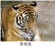 漂亮的华南虎是国家一级保护动物,调查显示,野生华南虎种群存在的可能性已经不大,其珍贵程度不亚于国宝大熊猫.以下你认为不属于华南虎绝迹的原因是A.犯罪分子 魔方格