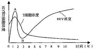 艾滋病(AIDS)是目前威胁人类生命的重要疾病之一。能导致艾滋病的HIV是一种球形的RNA病毒。HIV最初侵入人体时,人的免疫系统可以摧毁大多数病毒 艾滋病(AIDS)是目前威胁人类生命的重要疾病之一。能导致艾滋病的HIV是一种球形的RNA病毒。HIV最初侵入人体时,人的免疫系统可以摧毁大多数病毒