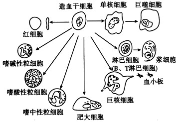仔细阅读下文并回答问题: 脐血是新生婴儿脐带在被结扎后由胎盘脐带流出的血。据干细胞库咨询医师郑卫伟介绍,目前比较成熟的研究成果表明,脐血中含有大量 仔细阅读下文并回答问题: 脐血是新生婴儿脐带在被结扎后由胎盘脐带流出的血。据干细胞库咨询医师郑卫伟介绍,目前比较成熟的研究成果表明,脐血中含有大量