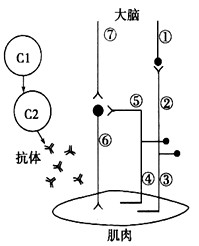 (1)将3根离体神经纤维(枪乌贼的巨轴突)分别放置于盛有海水(A)、等渗KCl溶液(B)、等渗葡萄糖溶液(C)3个培养皿中,若都给予适宜的刺激,__ (1)将3根离体神经纤维(枪乌贼的巨轴突)分别放置于盛有海水(A)、等渗KCl溶液(B)、等渗葡萄糖溶液(C)3个培养皿中,若都给予适宜的刺激,__