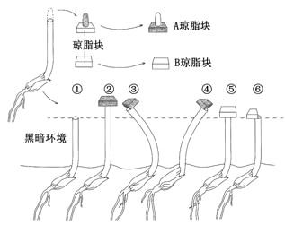 1928年,荷兰科学家温特为了研究植物体的向光性,设计实验如下图所示。A琼脂块上放有胚芽鞘尖端,B琼脂块上没有胚芽鞘尖端。①~⑥是在黑暗环境中对切去 1928年,荷兰科学家温特为了研究植物体的向光性,设计实验如下图所示。A琼脂块上放有胚芽鞘尖端,B琼脂块上没有胚芽鞘尖端。①~⑥是在黑暗环境中对切去
