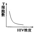 艾滋病是一种免疫缺陷病,是由人类免疫缺陷病毒(HIV)引起的,死亡率极高。下图甲表示艾滋病病毒(HIV)侵染人体淋巴细胞及其增殖过程示意图。下图乙表 艾滋病是一种免疫缺陷病,是由人类免疫缺陷病毒(HIV)引起的,死亡率极高。下图甲表示艾滋病病毒(HIV)侵染人体淋巴细胞及其增殖过程示意图。下图乙表