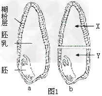 大麦种子结构如图1(a)。发芽时,胚产生赤霉素。有人推测赤霉素扩散到糊粉层,诱导合成淀粉酶,淀粉酶再分泌到胚乳中,使储藏的淀粉分解,为胚生长发育提供 大麦种子结构如图1(a)。发芽时,胚产生赤霉素。有人推测赤霉素扩散到糊粉层,诱导合成淀粉酶,淀粉酶再分泌到胚乳中,使储藏的淀粉分解,为胚生长发育提供