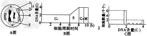 下图中的图A为某生物体细胞有丝分裂示意图,图B表示在一个细胞周期(G1、S、G2组成分裂间期,M为分裂期)中细胞核内DNA含量的变化曲线;图C表示处 下图中的图A为某生物体细胞有丝分裂示意图,图B表示在一个细胞周期(G1、S、G2组成分裂间期,M为分裂期)中细胞核内DNA含量的变化曲线;图C表示处