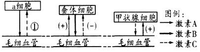 下图表示与人体内环境稳态调节有关的部分结构及关系(“+”表示促进作用,“-”表示抑制作用)。请回答下列有关问题:(1)a细胞为_ 下图表示与人体内环境稳态调节有关的部分结构及关系(“+”表示促进作用,“-”表示抑制作用)。请回答下列有关问题:(1)a细胞为_