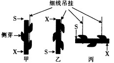 下图是某研究小组围绕扦插枝条生根进行的探究实验,S为插条的形态学上端,X为插条的形态学下端。试回答有关问题:(1)通常选取一年生 下图是某研究小组围绕扦插枝条生根进行的探究实验,S为插条的形态学上端,X为插条的形态学下端。试回答有关问题:(1)通常选取一年生