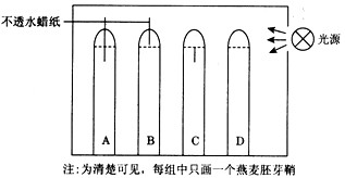 研究表明:胚芽鞘的向光性与生长素的横向运输有关。研究人员推测生长素的横向运输可能发生在胚芽鞘尖端,也可能发生在胚芽鞘尖端下面一段,还 研究表明:胚芽鞘的向光性与生长素的横向运输有关。研究人员推测生长素的横向运输可能发生在胚芽鞘尖端,也可能发生在胚芽鞘尖端下面一段,还