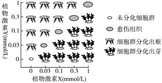 在植物组织培养再分化阶段中,逐渐改变培养基中植物激素X和植物激素Y的浓度比,细胞群的变化情况如下图所示。若培养基中植物激素X的浓度为a、植物激素Y的浓度为 在植物组织培养再分化阶段中,逐渐改变培养基中植物激素X和植物激素Y的浓度比,细胞群的变化情况如下图所示。若培养基中植物激素X的浓度为a、植物激素Y的浓度为