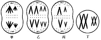 图中甲、乙、丙、丁分别表示某生物个体四个正在进行分裂的细胞。请据图回答。(1)真核细胞的分裂方式有:_____________、 图中甲、乙、丙、丁分别表示某生物个体四个正在进行分裂的细胞。请据图回答。(1)真核细胞的分裂方式有:_____________、