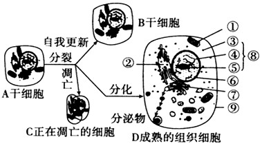 下图表示干细胞的三个发育途径。据图回答下列问题:(1)由A细胞形成的B细胞仍然保持着其特有的_________能力。(2)若D细 下图表示干细胞的三个发育途径。据图回答下列问题:(1)由A细胞形成的B细胞仍然保持着其特有的_________能力。(2)若D细