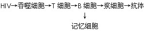 艾滋病是一种免疫缺陷病,是由人类免疫缺陷病毒(HIV)引起的,死亡率极高。下图甲表示艾滋病病毒(HIV)侵染人体淋巴细胞及其增殖过程示意图。下图乙表 艾滋病是一种免疫缺陷病,是由人类免疫缺陷病毒(HIV)引起的,死亡率极高。下图甲表示艾滋病病毒(HIV)侵染人体淋巴细胞及其增殖过程示意图。下图乙表