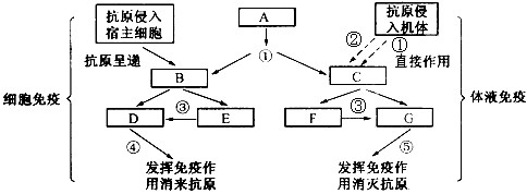 下图是人体特异性免疫的过程示意图(序号表示过程,字母表示细胞),请回答。(1)参与②过程的细胞除了T细胞外,还有________,其作用是___ 下图是人体特异性免疫的过程示意图(序号表示过程,字母表示细胞),请回答。(1)参与②过程的细胞除了T细胞外,还有________,其作用是___