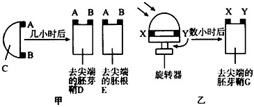 用燕麦幼苗做如下两个实验。①组实验如甲图:将切下的胚芽鞘尖端C水平放置,分别取两个琼脂块A,B紧贴在C切面上,数小时后如甲图所示处理。②组实验如乙图,将附 用燕麦幼苗做如下两个实验。①组实验如甲图:将切下的胚芽鞘尖端C水平放置,分别取两个琼脂块A,B紧贴在C切面上,数小时后如甲图所示处理。②组实验如乙图,将附