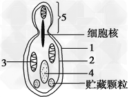 如图所示酵母菌细胞的构造模式图。请据图回答:(1)从细胞核的构造看,酵母菌属于__________生物。(2)写出1、3的结构名 如图所示酵母菌细胞的构造模式图。请据图回答:(1)从细胞核的构造看,酵母菌属于__________生物。(2)写出1、3的结构名