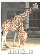 根据你所听到的短文内容,补全信息卡。听三遍。Give birth to(出生) leaves (树叶)Character (特征):1land 根据你所听到的短文内容,补全信息卡。听三遍。Give birth to(出生) leaves (树叶)Character (特征):1land