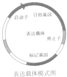 图①示限制酶切割某生物DNA分子的过程;图②表示该生物体细胞部分基因和染色体的关系;该生物的黑色素产生需要如图③所示的3类基因参与控制,三类基因的控制均表 图①示限制酶切割某生物DNA分子的过程;图②表示该生物体细胞部分基因和染色体的关系;该生物的黑色素产生需要如图③所示的3类基因参与控制,三类基因的控制均表