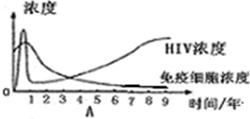 “艾滋病病毒最初侵入人体时,HIV会迅速繁殖,人体免疫细胞在受到HIV攻击时也会迅速增多,并摧毁大多数HIV,但不能将其彻底消灭.HIV经过一段时间的 魔方格