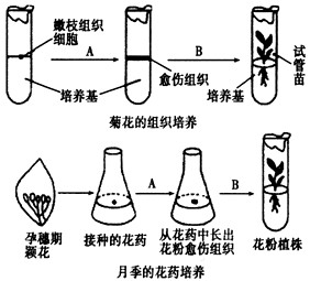下图表示菊花的嫩枝和月季的花药的离体培养过程,请回答:(1)对菊花来说,要选取生长旺盛的嫩枝来进行组织培养,其原因是______ 下图表示菊花的嫩枝和月季的花药的离体培养过程,请回答:(1)对菊花来说,要选取生长旺盛的嫩枝来进行组织培养,其原因是______