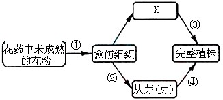 某二倍体植物是杂合体,图为其花药中未成熟花粉在适宜的培养基上培养产生完整植株的过程。据图回答:(1)图中①表示的是该花粉培养过程 某二倍体植物是杂合体,图为其花药中未成熟花粉在适宜的培养基上培养产生完整植株的过程。据图回答:(1)图中①表示的是该花粉培养过程