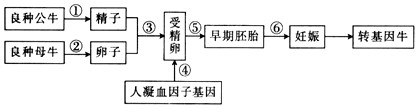 下图是培育能产生凝血因子牛的过程示意图,试回答相关问题:(1)为了能从良种母牛体内一次取得多枚卵子,可以采用_____________的方法。据 下图是培育能产生凝血因子牛的过程示意图,试回答相关问题:(1)为了能从良种母牛体内一次取得多枚卵子,可以采用_____________的方法。据