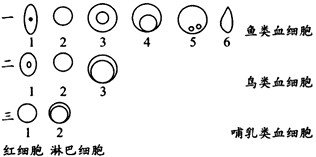 关于DNA粗提取的实验材料的选择,也经过了多次实验效果的比较,最终选择鸡血的原因是什么?请据下图回答问题:(1)由图可知三中的1与一、二中的1比 关于DNA粗提取的实验材料的选择,也经过了多次实验效果的比较,最终选择鸡血的原因是什么?请据下图回答问题:(1)由图可知三中的1与一、二中的1比