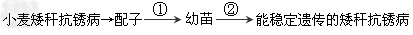 假如有两个纯种小麦,一个的性状是高秆(D,易倒伏),能抗锈病(T);另一个的性状是矮秆(d,抗倒伏),易锈病(t)。用这两种纯种小麦进行以下的育种试 假如有两个纯种小麦,一个的性状是高秆(D,易倒伏),能抗锈病(T);另一个的性状是矮秆(d,抗倒伏),易锈病(t)。用这两种纯种小麦进行以下的育种试