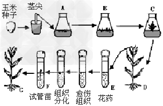 玉米是一种重要的农作物,为了提高玉米的产量,科学家在玉米育种中和栽培中作了大量的研究。如图是关于玉米培养的过程,据图判断下列说法中错误的是 [ 玉米是一种重要的农作物,为了提高玉米的产量,科学家在玉米育种中和栽培中作了大量的研究。如图是关于玉米培养的过程,据图判断下列说法中错误的是 [