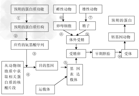 (选做题)请回答有关图示问题:(1)图甲中①一③所示的生物工程为_______。该工程是指以蛋白质分子的结构规律及其与生物功能的 (选做题)请回答有关图示问题:(1)图甲中①一③所示的生物工程为_______。该工程是指以蛋白质分子的结构规律及其与生物功能的