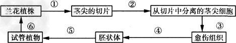 (附加题)生物工程的研究成果已经广泛应用于各个领域,目前科学家利用植物的茎尖或叶片、茎段等,在无菌条件下,培养在玻璃器皿中人工配制的培养基上,使之发 (附加题)生物工程的研究成果已经广泛应用于各个领域,目前科学家利用植物的茎尖或叶片、茎段等,在无菌条件下,培养在玻璃器皿中人工配制的培养基上,使之发