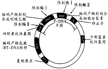 下图表示“华恢1号”抗虫水稻主要培育流程,据图回答:(1)杀虫基因通过①-④,最终在宿主细胞内维持稳定和表达的过程叫做_____________ 下图表示“华恢1号”抗虫水稻主要培育流程,据图回答:(1)杀虫基因通过①-④,最终在宿主细胞内维持稳定和表达的过程叫做_____________