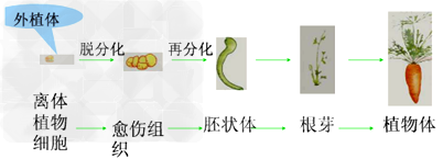 关于接种时应注意的事项全部正确的为①接种室要消毒 ②无菌操作 ③接种时可以碳化 ④外植体如茎段、茎尖可随机放入培养基 ⑤接种时要防止交叉污染 ⑥接种完立刻 关于接种时应注意的事项全部正确的为①接种室要消毒 ②无菌操作 ③接种时可以碳化 ④外植体如茎段、茎尖可随机放入培养基 ⑤接种时要防止交叉污染 ⑥接种完立刻