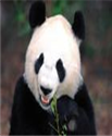 听句子,选图片。( )1.A.B. C.( )2.A. B.C.( )3.A. B. C. 听句子,选图片。( )1.A.B. C.( )2.A. B.C.( )3.A. B. C.
