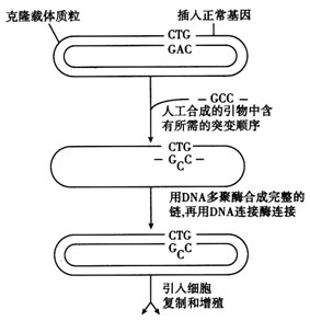 下图为基因的定点诱变过程的部分过程图解,请据图回答下列问题:(1)图中的质粒的本质是______。(2)将定点诱变过的质粒引入细 下图为基因的定点诱变过程的部分过程图解,请据图回答下列问题:(1)图中的质粒的本质是______。(2)将定点诱变过的质粒引入细