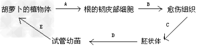 美国科学家将分离得到的成熟的胡萝卜根的韧皮部细胞进行培养,由单个细胞发育成了完整的新植株,过程图解如下。回答与之有关的问题:(1 美国科学家将分离得到的成熟的胡萝卜根的韧皮部细胞进行培养,由单个细胞发育成了完整的新植株,过程图解如下。回答与之有关的问题:(1