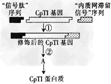 豇豆具有抵抗多种害虫的根本原因是体内具有胰蛋白酶抑制剂基因(CpTI基因)。科学家将其转移到水稻体内后,却发现效果不佳,主要原因是CpTI蛋白质的积 豇豆具有抵抗多种害虫的根本原因是体内具有胰蛋白酶抑制剂基因(CpTI基因)。科学家将其转移到水稻体内后,却发现效果不佳,主要原因是CpTI蛋白质的积
