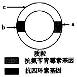 质粒是基因工程中最常用的运载体,它存在于许多细菌体内。质粒上有标记基因如图所示,通过标记基因可以推知外源基因(目的基因)是否转移成功。外源基因插入的位置不 质粒是基因工程中最常用的运载体,它存在于许多细菌体内。质粒上有标记基因如图所示,通过标记基因可以推知外源基因(目的基因)是否转移成功。外源基因插入的位置不
