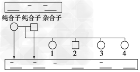 一对等位基因经某种限制性核酸内切酶切割后形成的DNA片段长度存在差异,凝胶电泳分离酶切后的DNA片段,与探针杂交后可显示出不同的带谱。根据该特性,就 一对等位基因经某种限制性核酸内切酶切割后形成的DNA片段长度存在差异,凝胶电泳分离酶切后的DNA片段,与探针杂交后可显示出不同的带谱。根据该特性,就