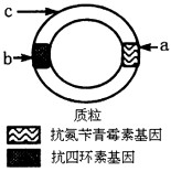 质粒是基因工程中最常用的运载体,它存在于许多细菌体内。质粒上有标记基因如图所示,通过标记基因可以推知外源基因(目的基因)是否转移成功。外源基因插 质粒是基因工程中最常用的运载体,它存在于许多细菌体内。质粒上有标记基因如图所示,通过标记基因可以推知外源基因(目的基因)是否转移成功。外源基因插