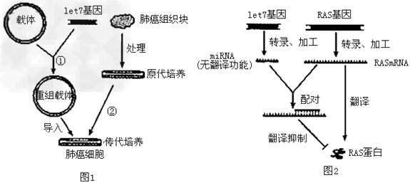 肺细胞中的let-7基因表达减弱,癌基因RAS表达增强,会引发肺癌。研究人员利用基因工程技术将let-7基因导入肺癌细胞实现表达,发现肺癌细胞的增殖 肺细胞中的let-7基因表达减弱,癌基因RAS表达增强,会引发肺癌。研究人员利用基因工程技术将let-7基因导入肺癌细胞实现表达,发现肺癌细胞的增殖