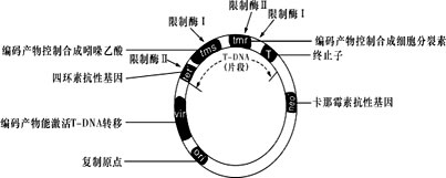 2009年10月,我国自主研发的转基因抗虫水稻“华恢1号”获得农业部颁发的安全证书。下图表示该抗虫水稻主要培育流程,据图回答:( 2009年10月,我国自主研发的转基因抗虫水稻“华恢1号”获得农业部颁发的安全证书。下图表示该抗虫水稻主要培育流程,据图回答:(